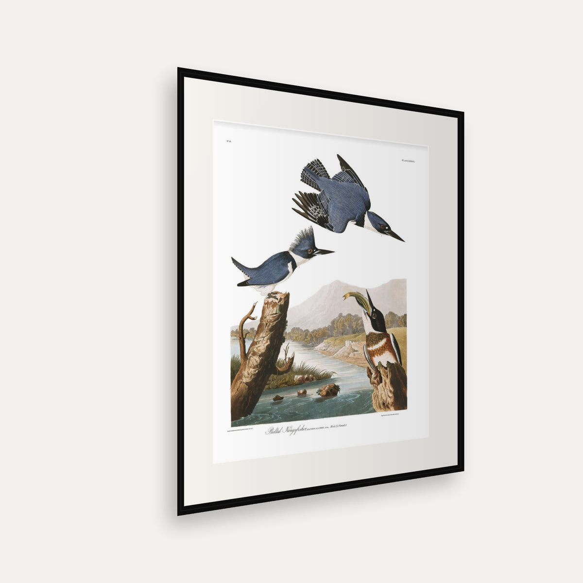 Belted Kingfisher, Audubon Plate 77, mounted in a black frame, angled view