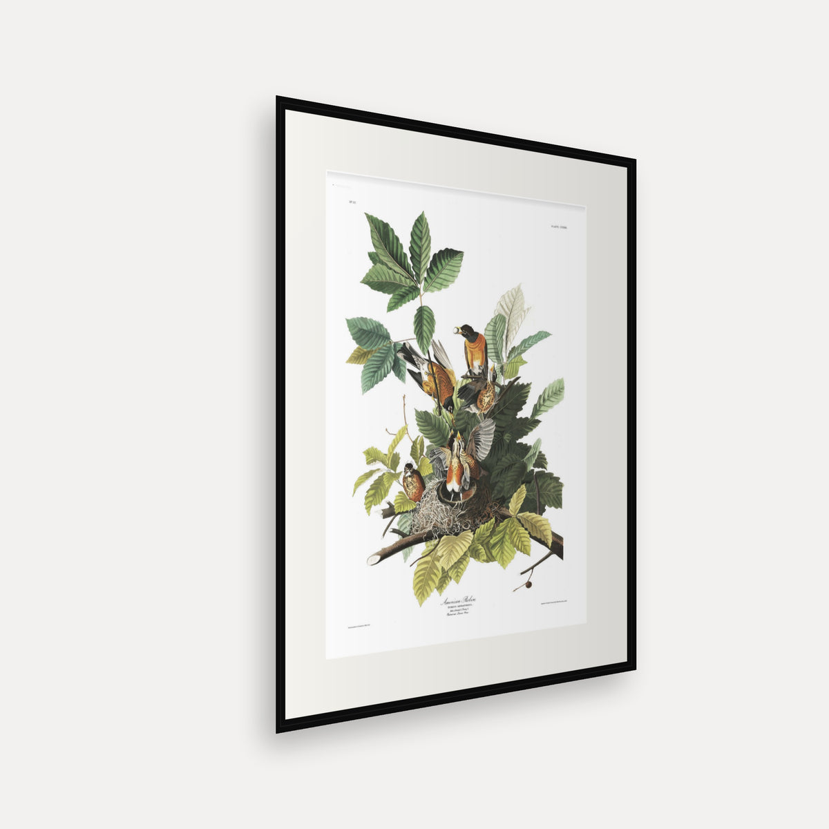 American Robin, Audubon Plate 131, mounted in a black frame, angled view