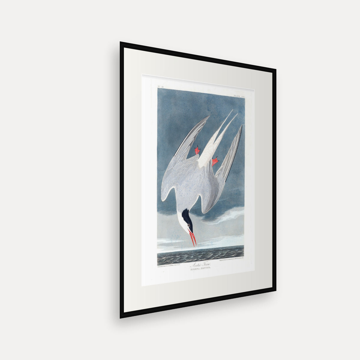 Arctic Tern, Audubon Plate 250, mounted in a black frame, angled view