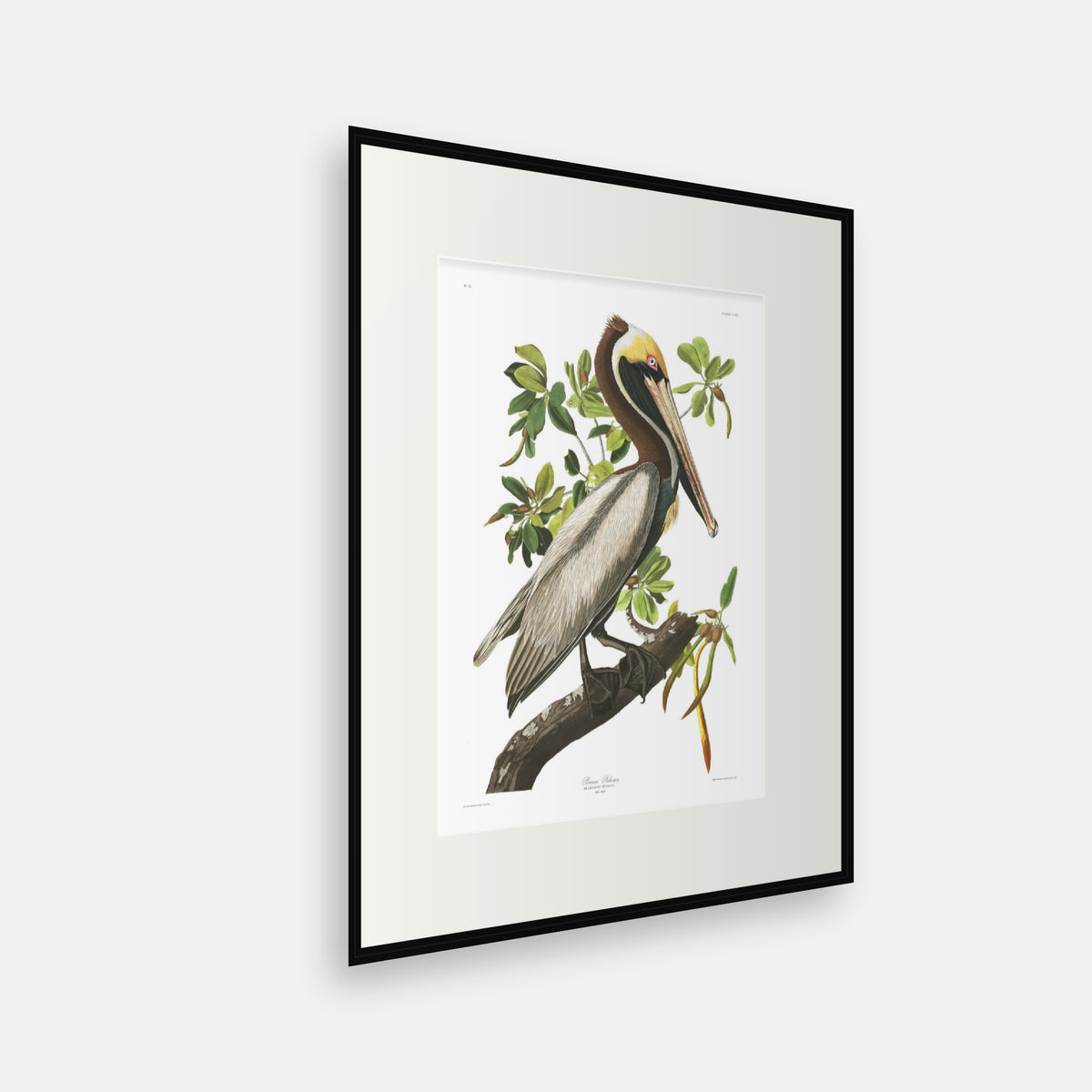 Brown Pelican, Audubon Plate 251, mounted in a black frame, angled view