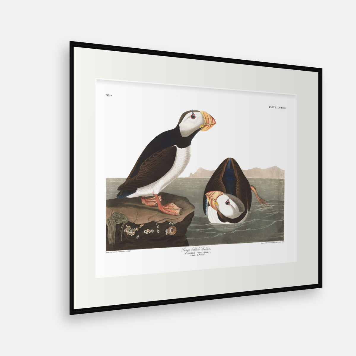 Large billed Puffin, Audubon Plate 293, mounted in a black frame, angled view