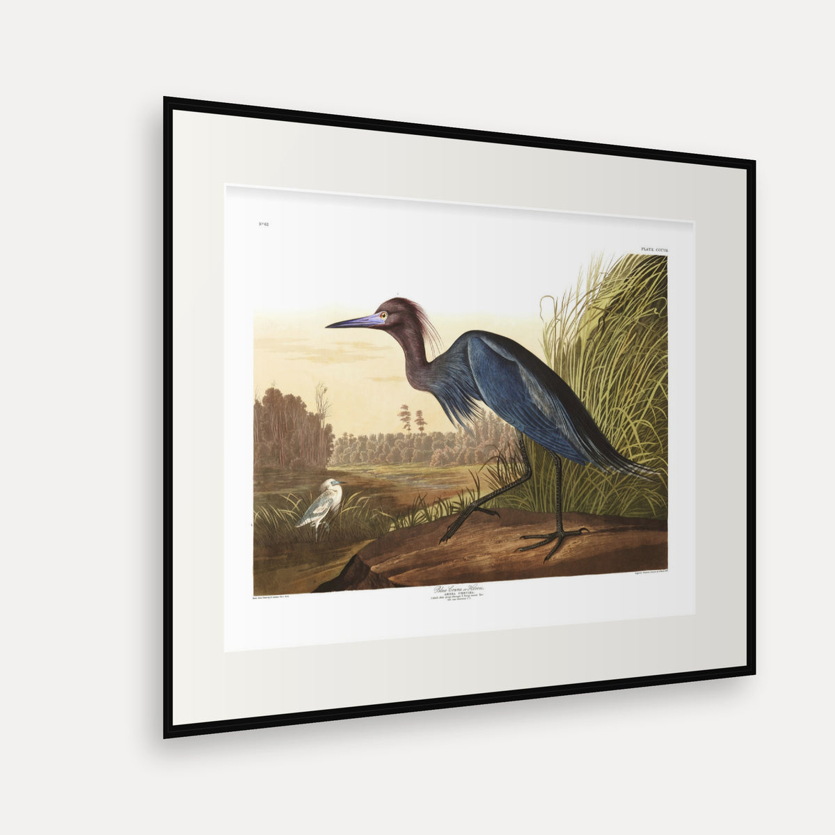Blue Crane, or Heron, Audubon Plate 307, mounted in a black frame, angled view