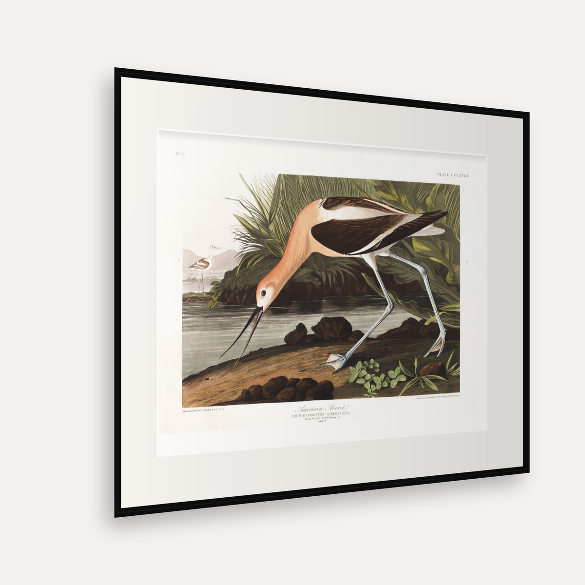 American Avocet, Audubon Plate 318, mounted in a black frame, angled view