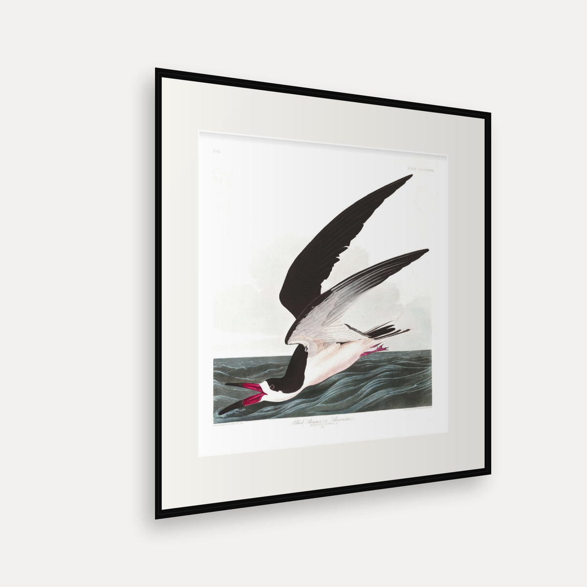 Black Skimmer, or Shearwater, Audubon Plate 323, mounted in a black frame, angled view