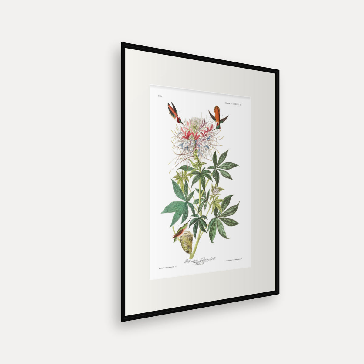 Ruff-necked Humming-bird, Audubon Plate 379, mounted in a black frame, angled view