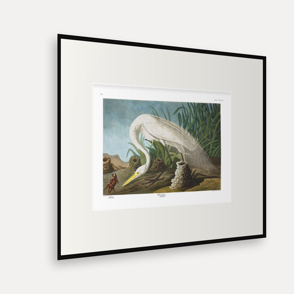 White Heron, Audubon Plate 386, mounted in a black frame, angled view