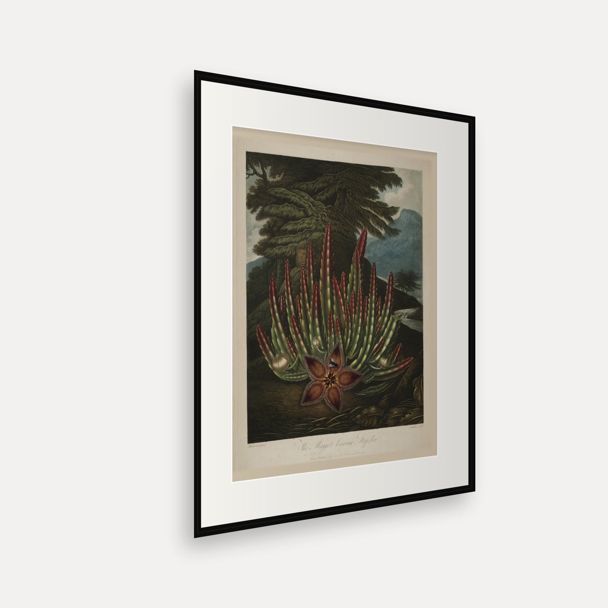 The Maggot-bearing Stapelia · Thornton's Temple of Flora · Vintage Botanical Print