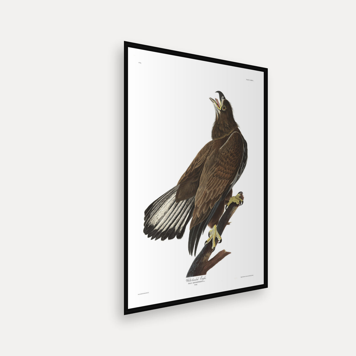White-headed Eagle · Plate 126 · Audubon - Birds of America Print