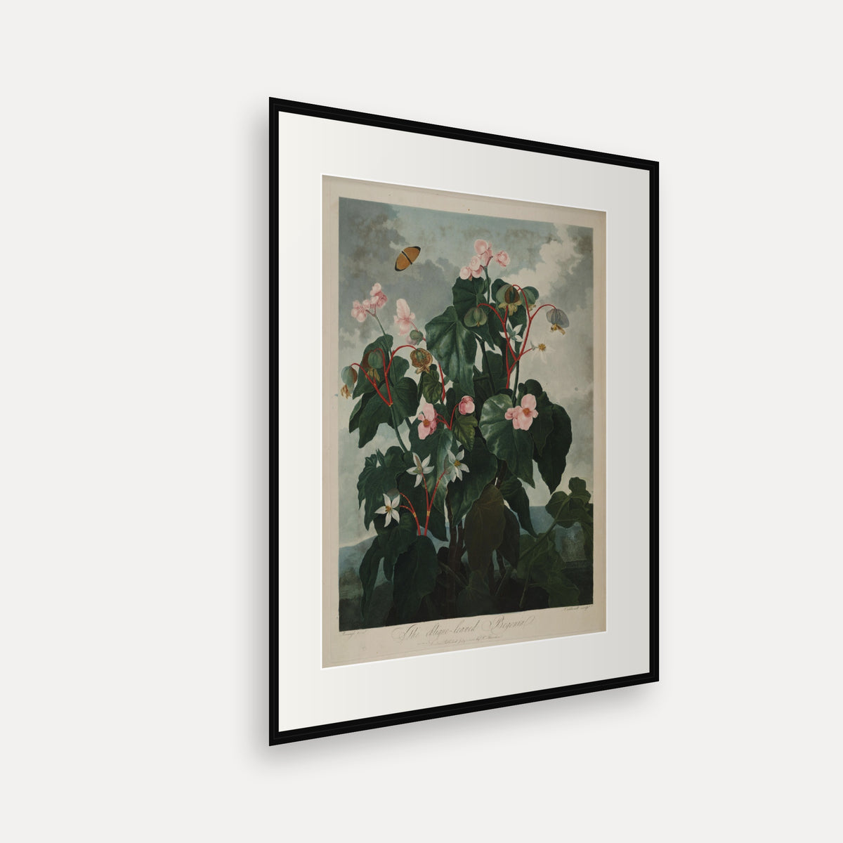 The Oblique-leaved Begonia · Thornton's Temple of Flora · Vintage Botanical Print