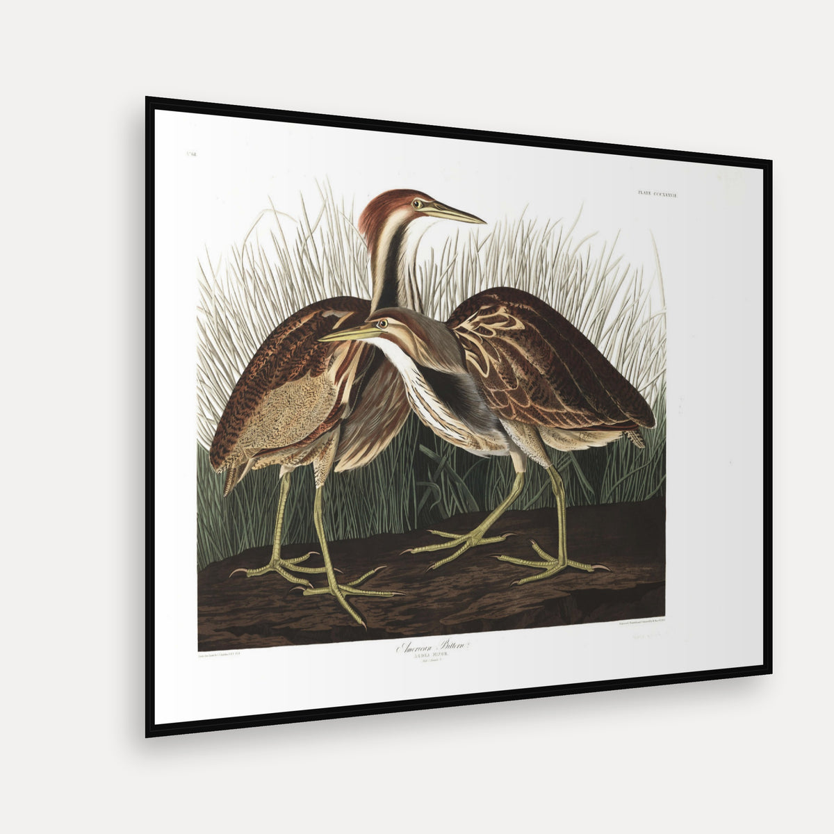 American Bittern · Plate 337 · Audubon - Birds of America Print