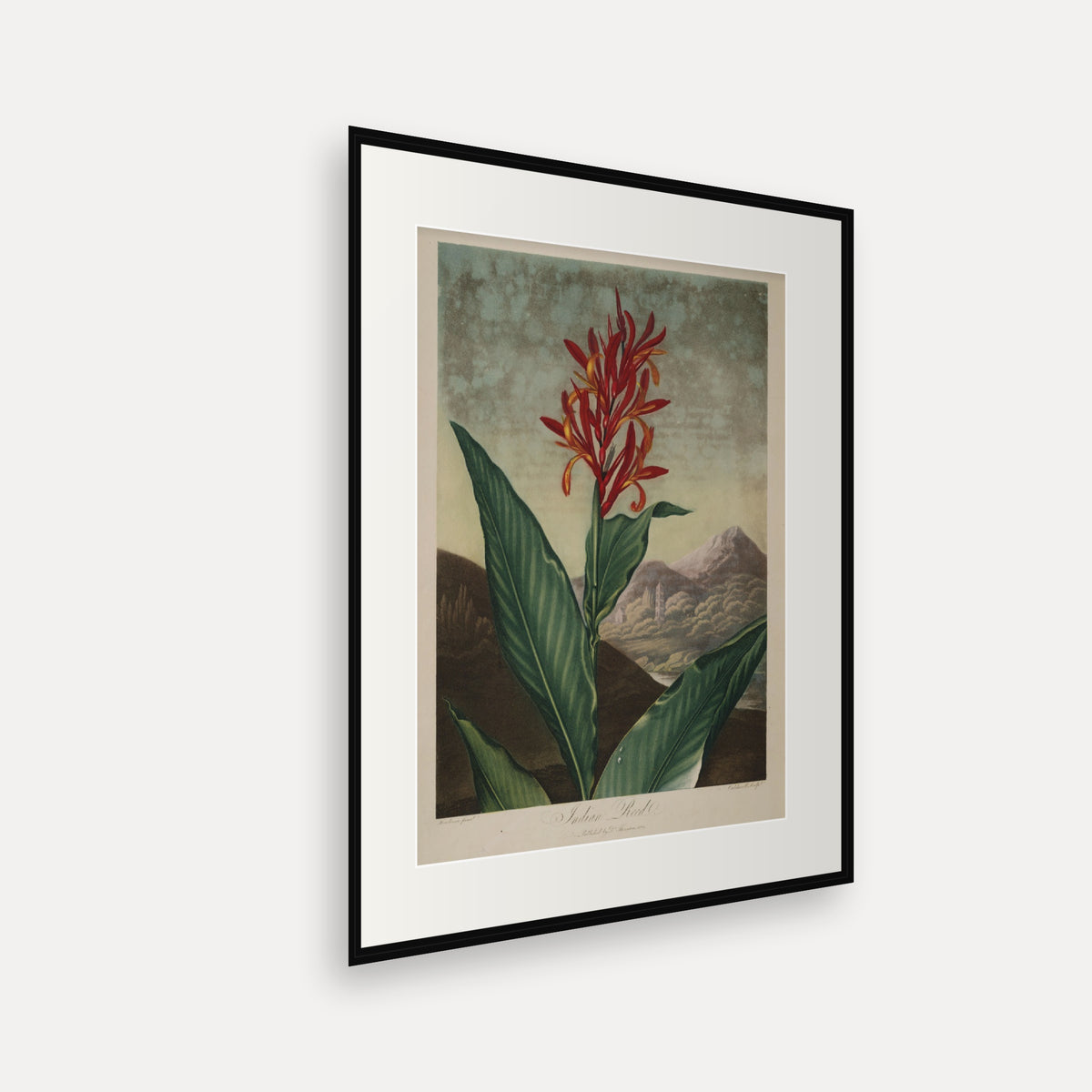 Indian Reed · Thornton's Temple of Flora · Vintage Botanical Print