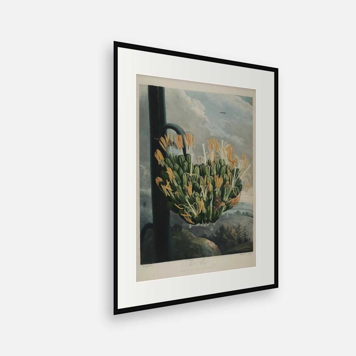 The Aloe · Thornton's Temple of Flora · Vintage Botanical Print