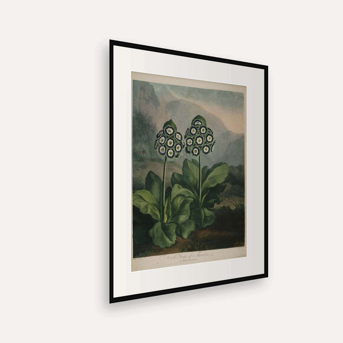 A Group of Auriculas II · Thornton's Temple of Flora · Vintage Botanical Print