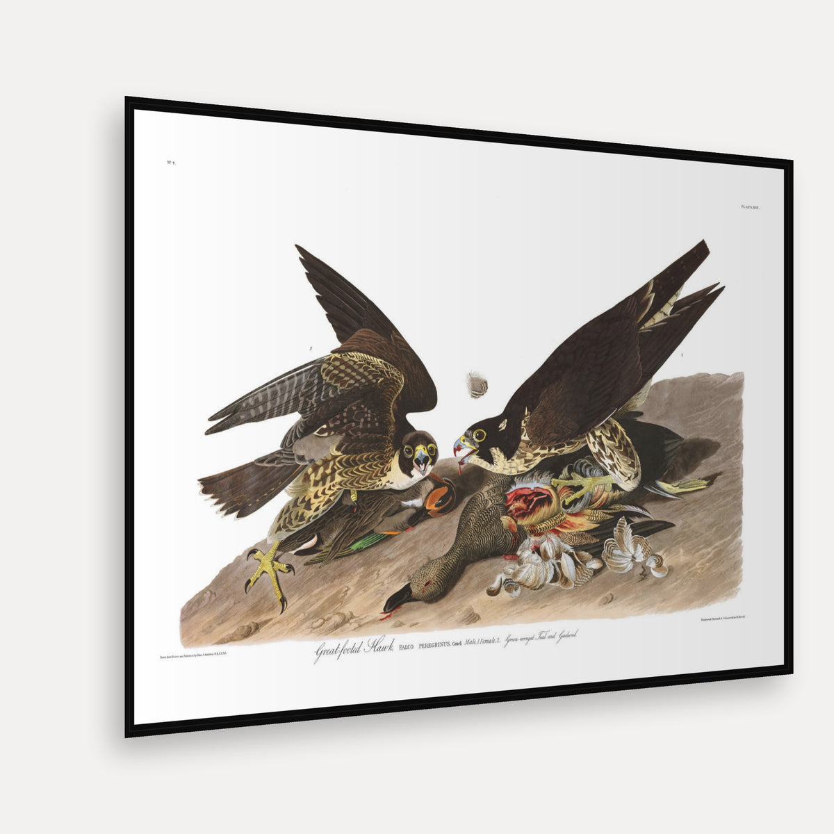 Great-footed Hawk · Plate 16 · Audubon - Birds of America Print