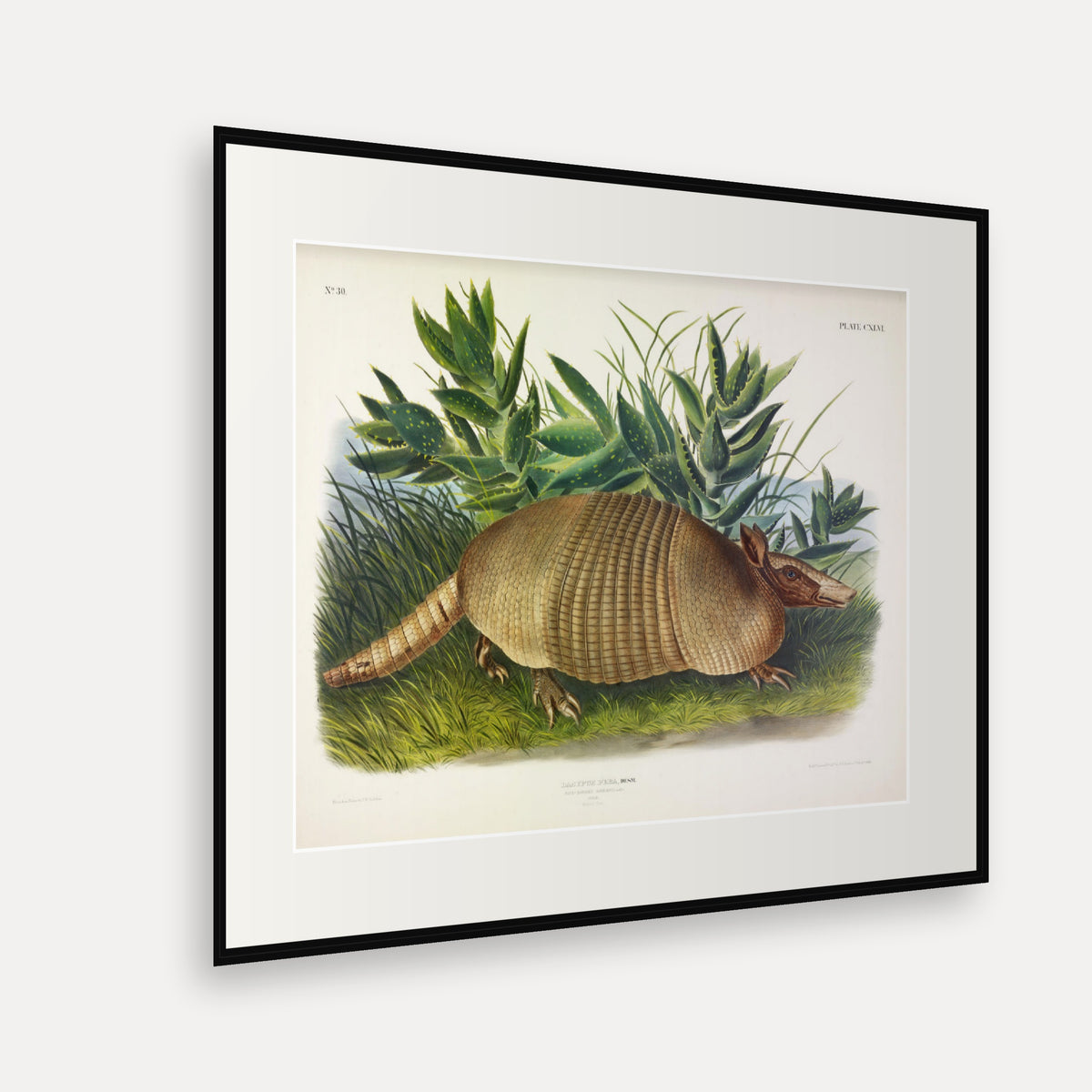Nine-banded Armadillo · Plate 146 · Audubon - Quadrupeds of North America Print framed print shown at an angle