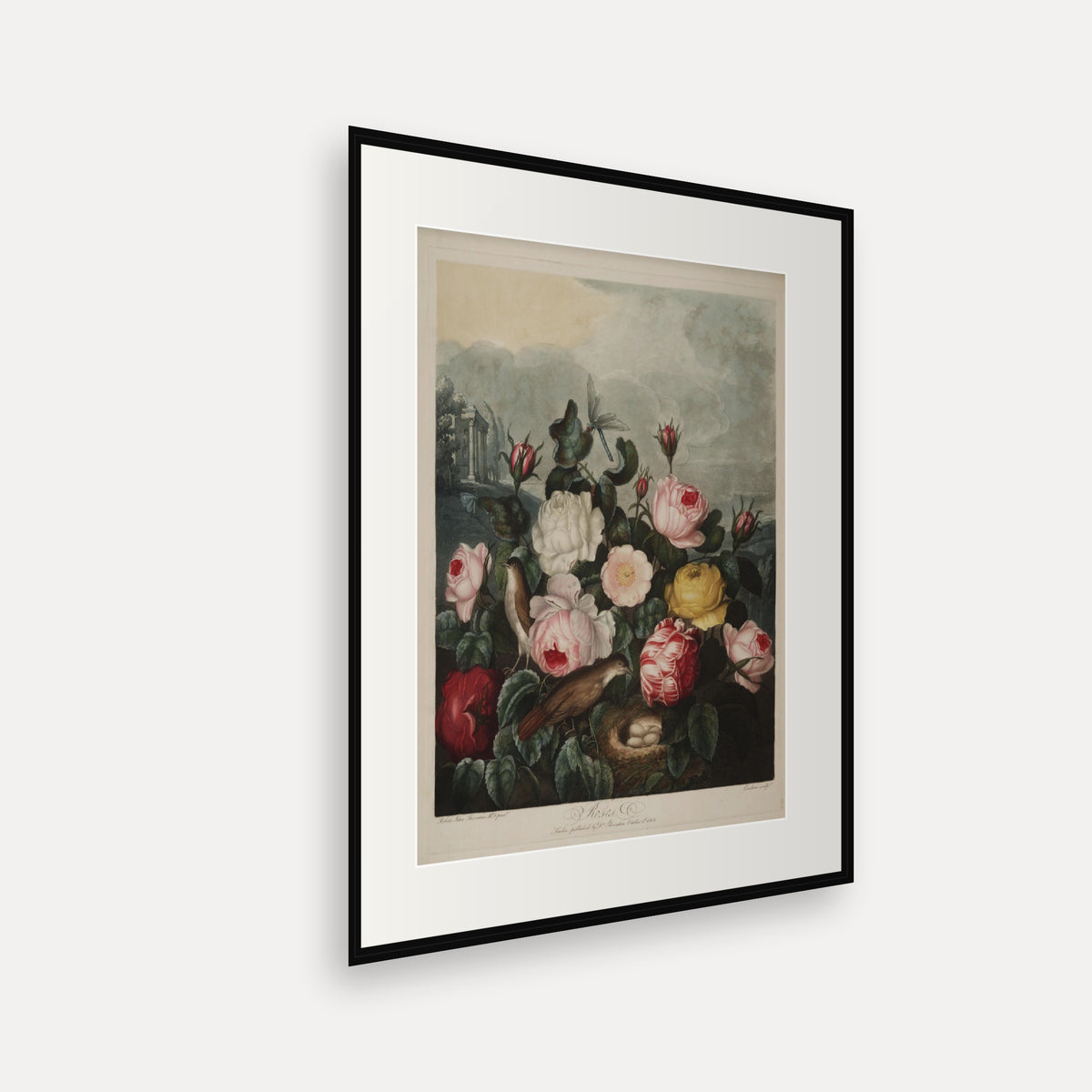 Roses · Thornton's Temple of Flora · Vintage Botanical Print