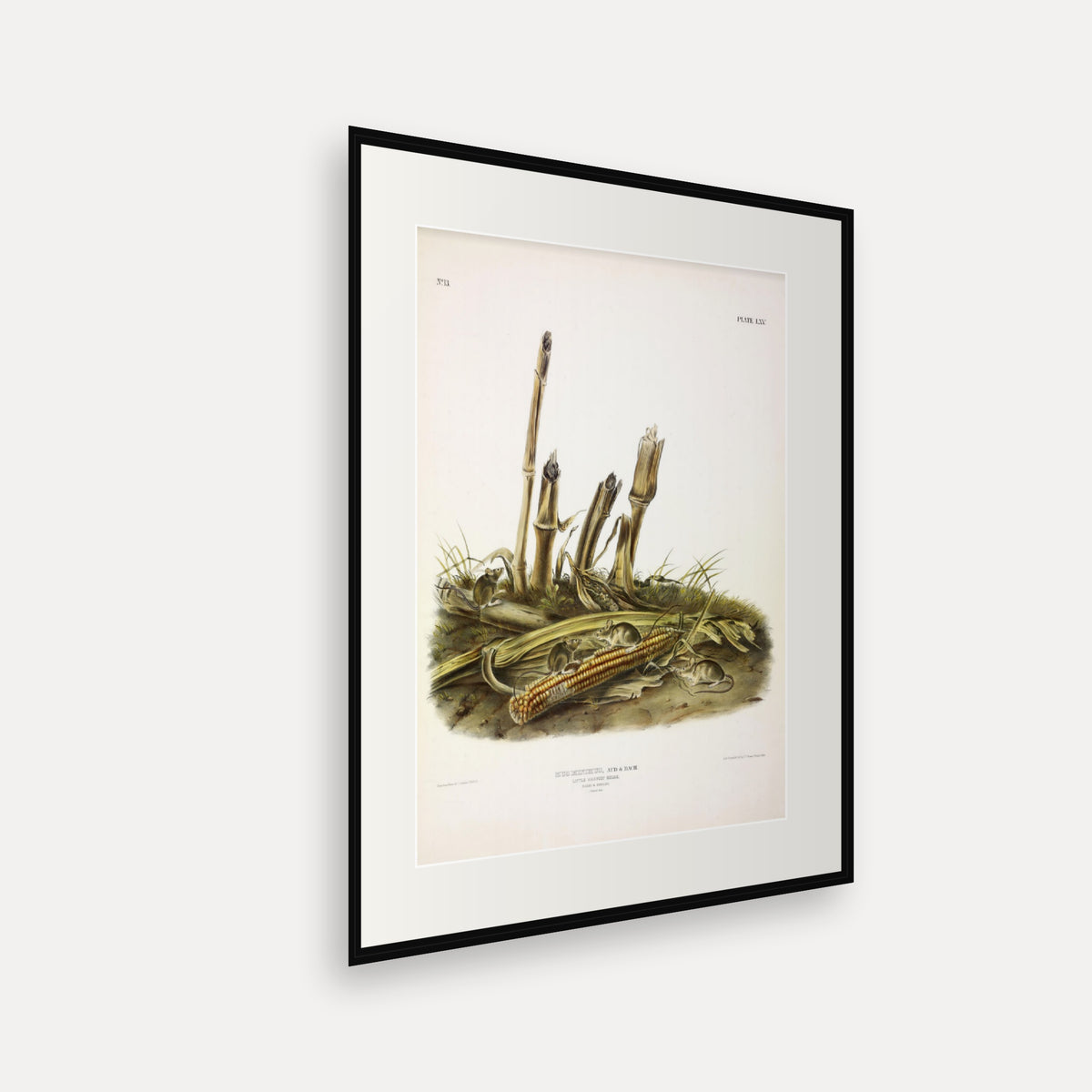 Little Harvest Mouse · Plate 65 · Audubon - Quadrupeds of North America Print framed print shown at an angle