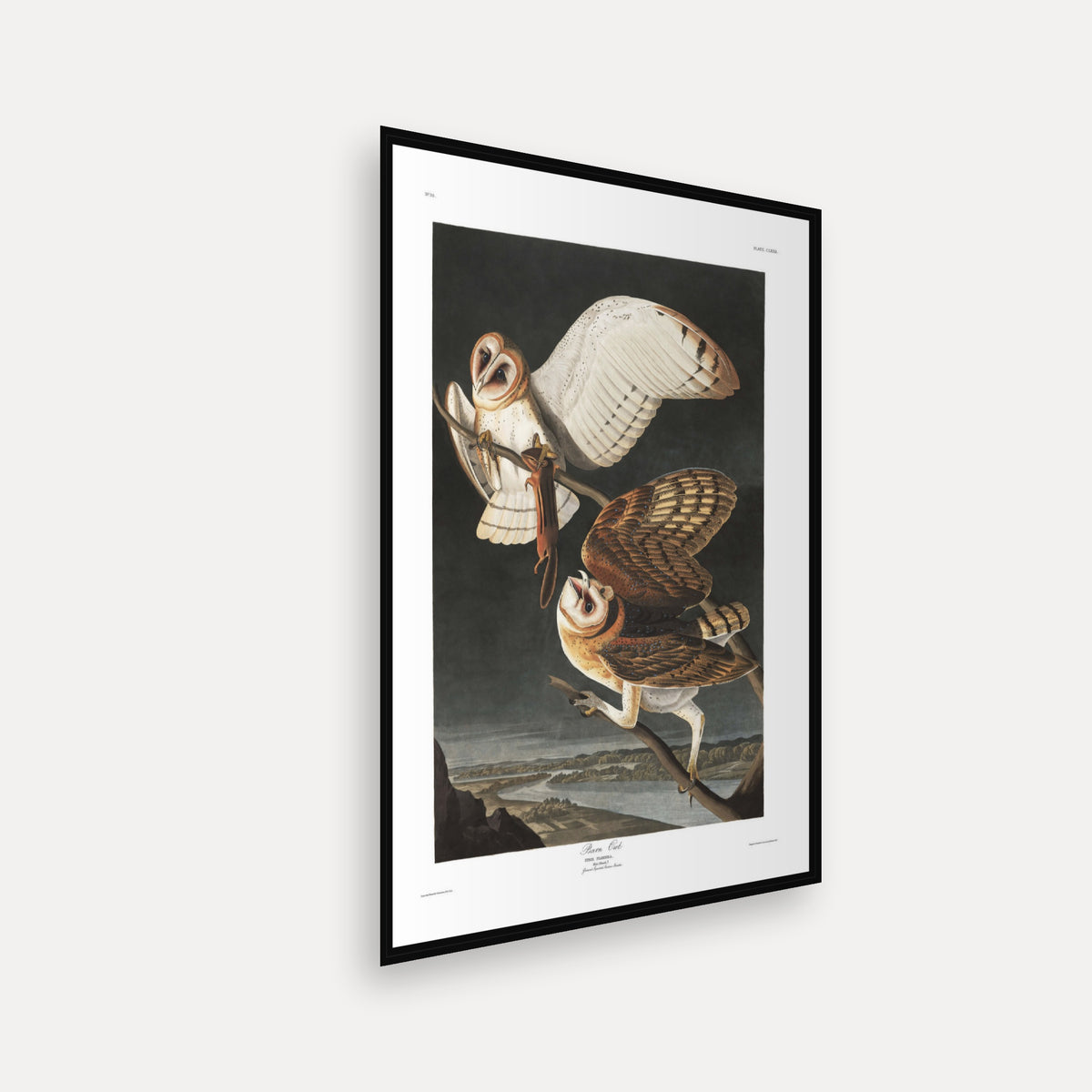 Barn Owl · Plate 171 · Audubon - Birds of America Print