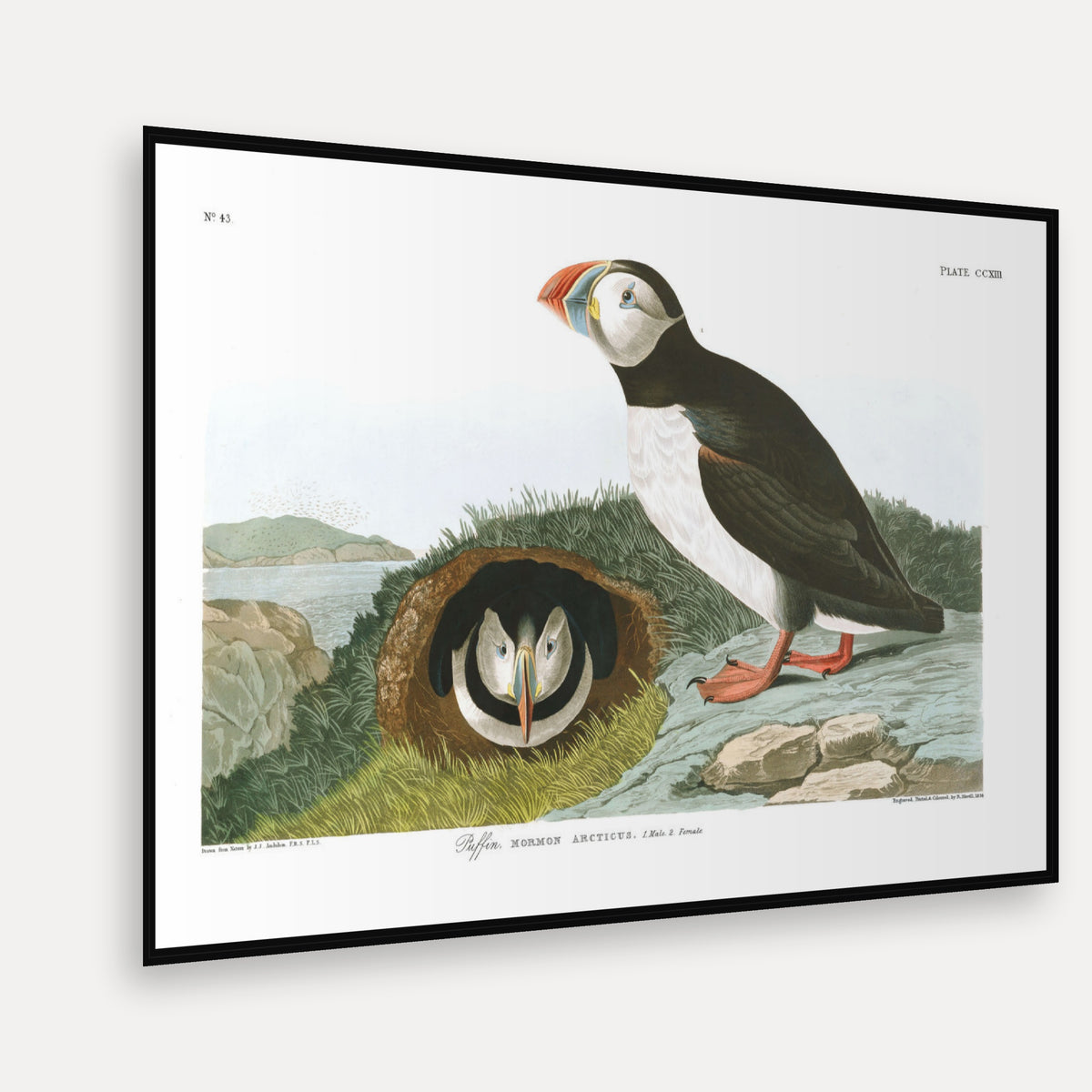 Puffin · Plate 213 · Audubon - Birds of America Print