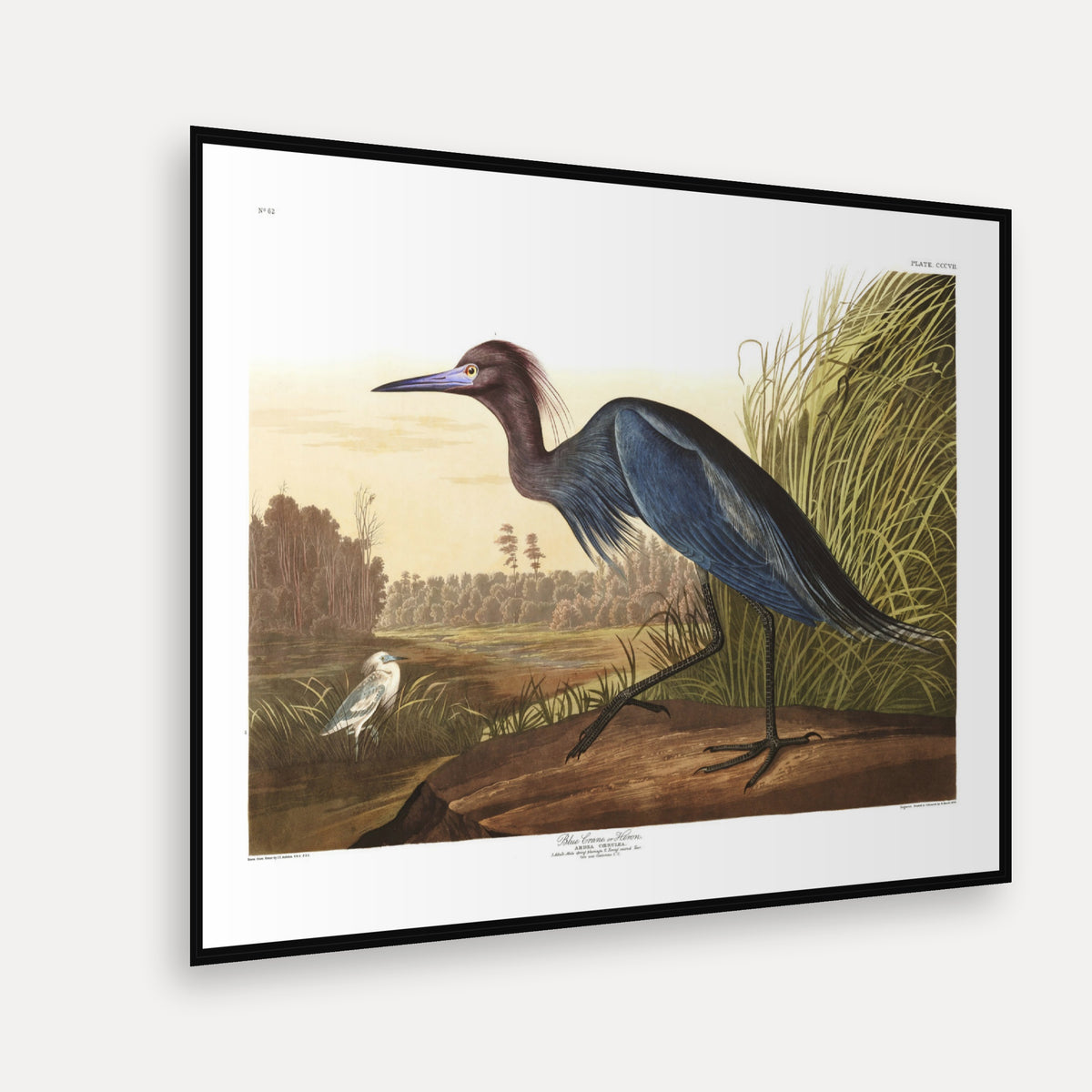 Blue Crane, or Heron · Plate 307 · Audubon - Birds of America Print