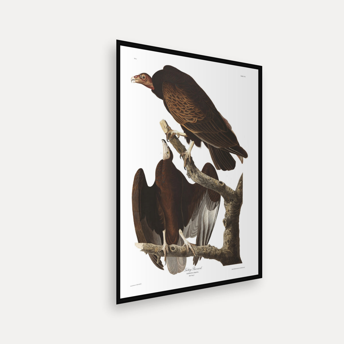 Turkey Buzzard · Plate 151 · Audubon - Birds of America Print