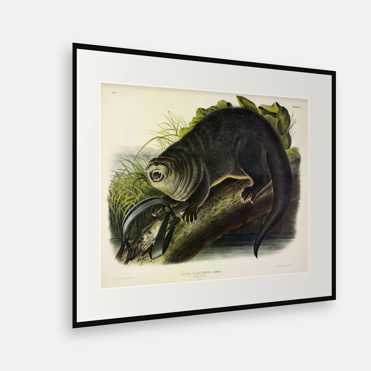 Canada Otter · Plate 51 · Audubon - Quadrupeds of North America Print framed print shown at an angle