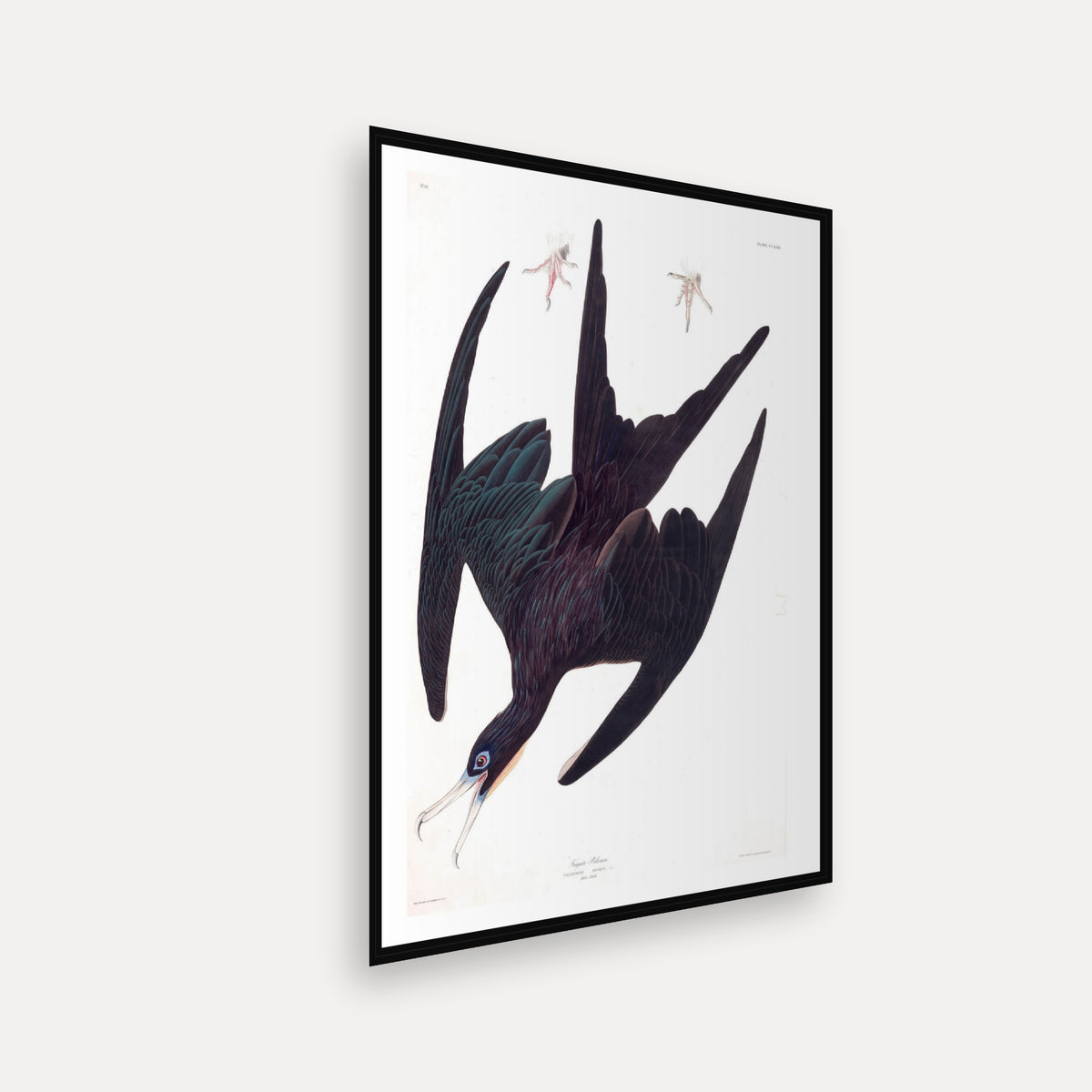Frigate Pelican · Plate 271 · Audubon - Birds of America Print