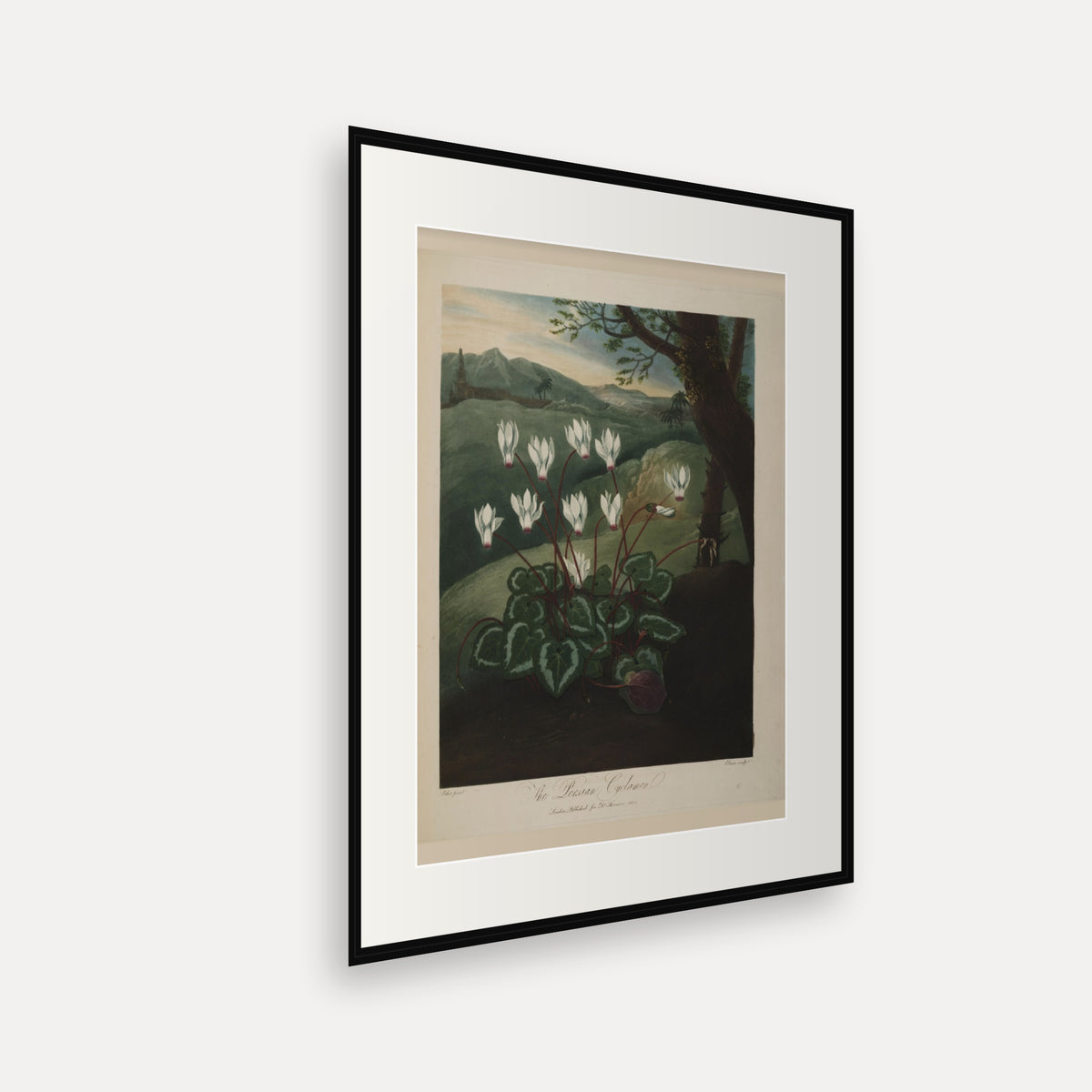 The Persian Cyclamen · Thornton's Temple of Flora · Vintage Botanical Print