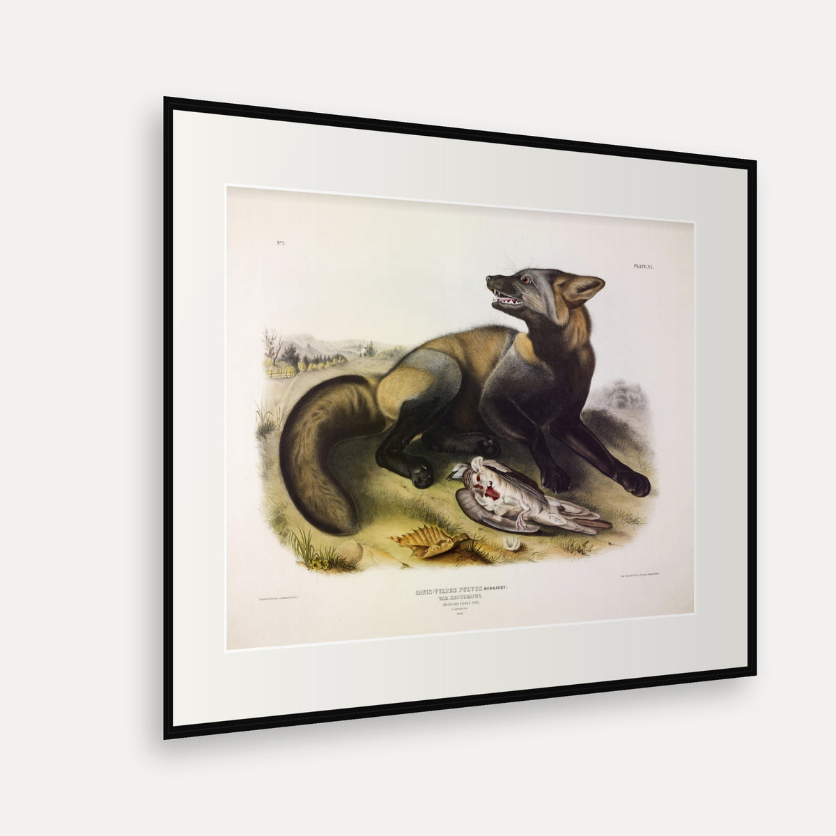American Cross Fox · Plate 6 · Audubon - Quadrupeds of North America Print framed print shown at an angle