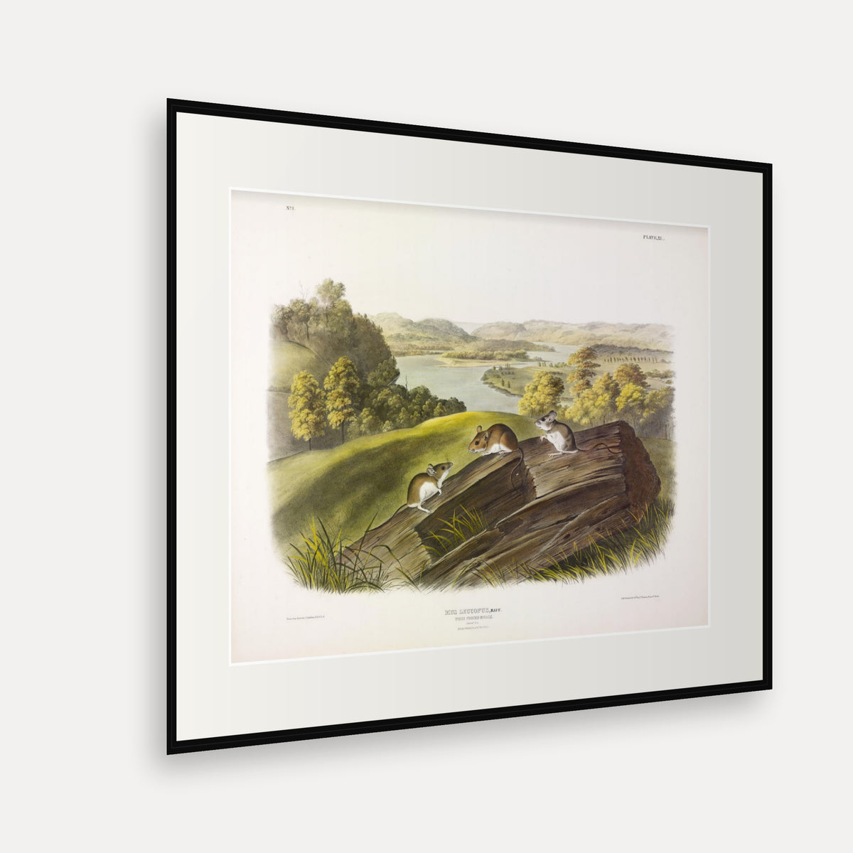 White-footed Mouse · Plate 40 · Audubon - Quadrupeds of North America Print framed print shown at an angle