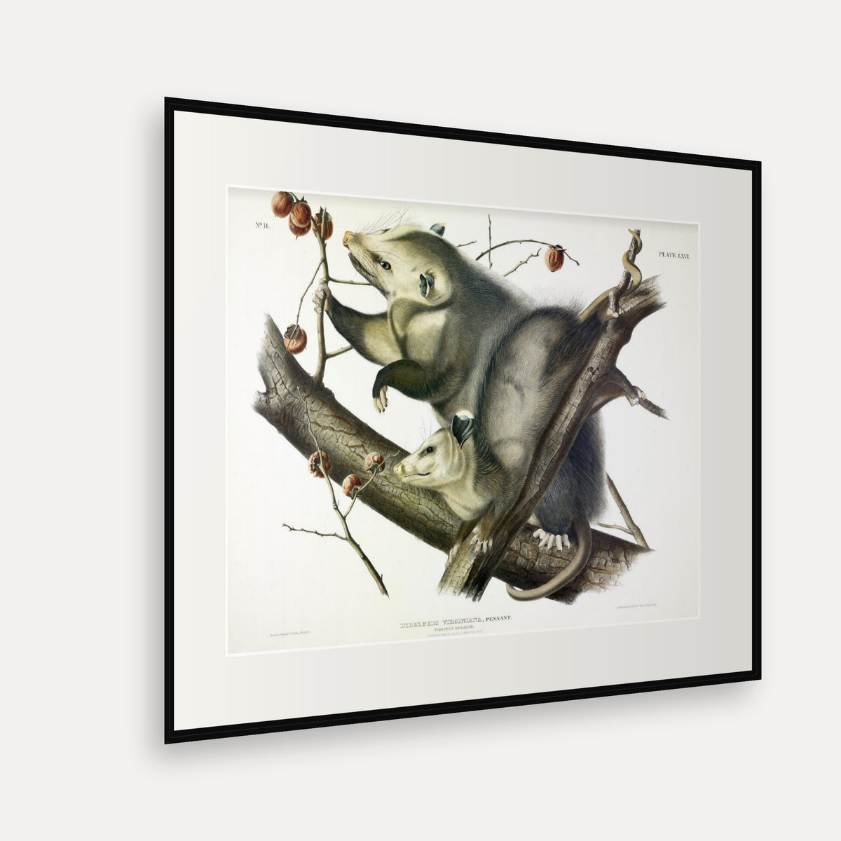 Virginian Opossum · Plate 66 · Audubon - Quadrupeds of North America Print framed print shown at an angle