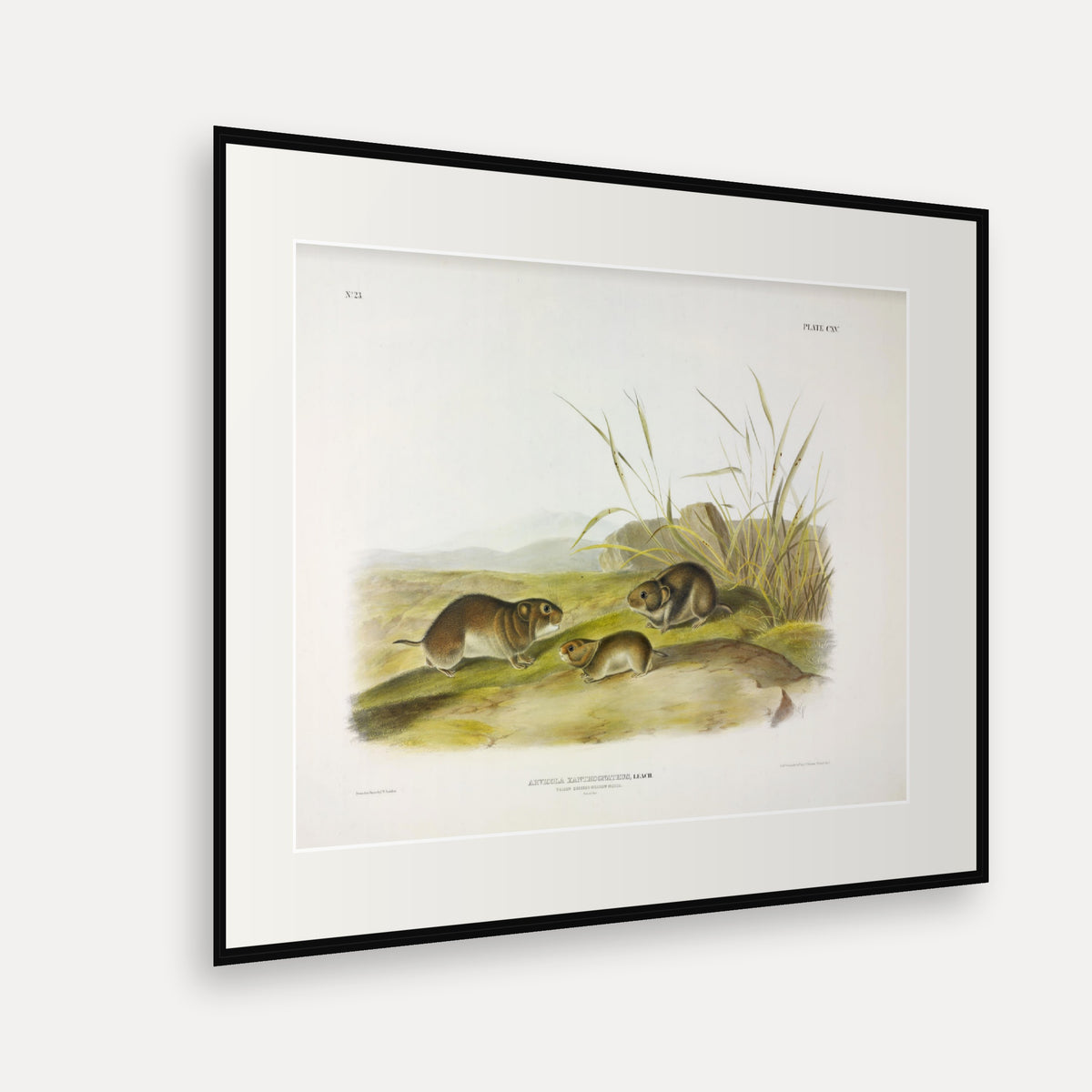 Yellow-cheeked Meadow-Mouse · Plate 115 · Audubon - Quadrupeds of North America Print framed print shown at an angle