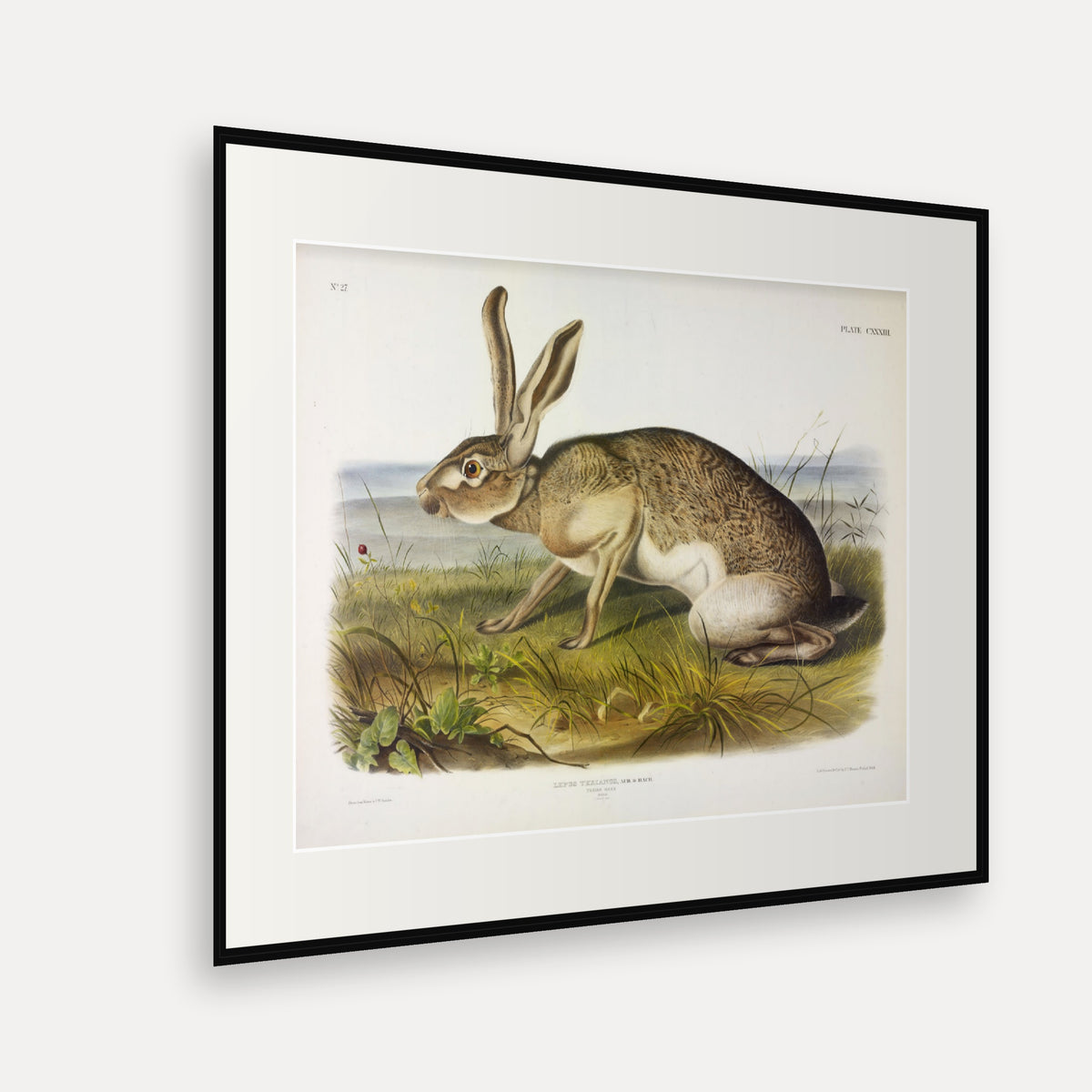 Texian Hare · Plate 133 · Audubon - Quadrupeds of North America Print framed print shown at an angle