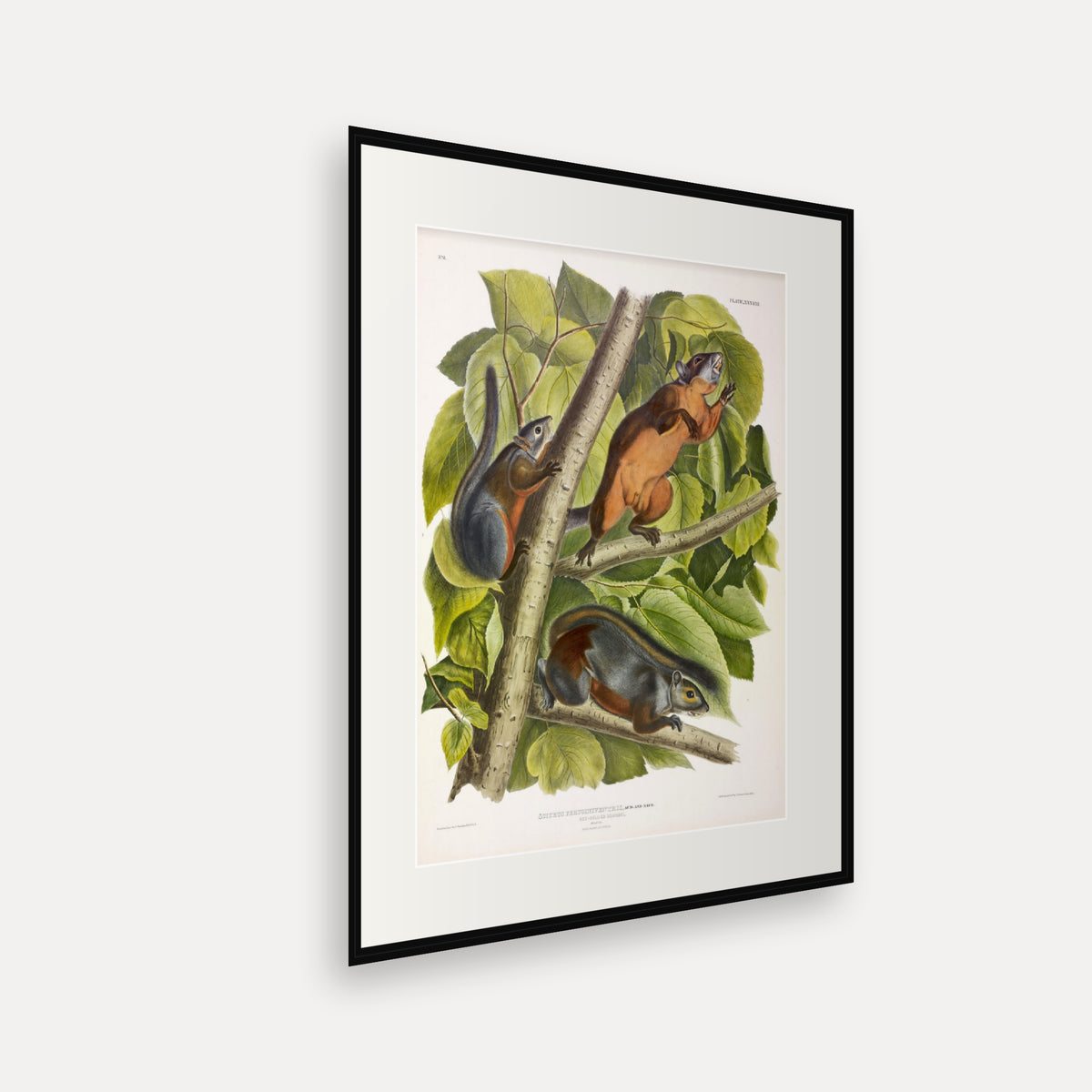 Red-bellied Squirrel · Plate 38 · Audubon - Quadrupeds of North America Print framed print shown at an angle