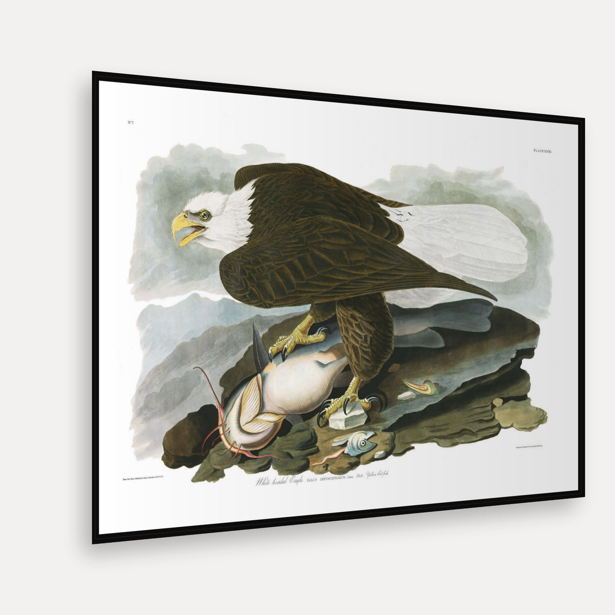 White-headed Eagle · Plate 31 · Audubon - Birds of America Print