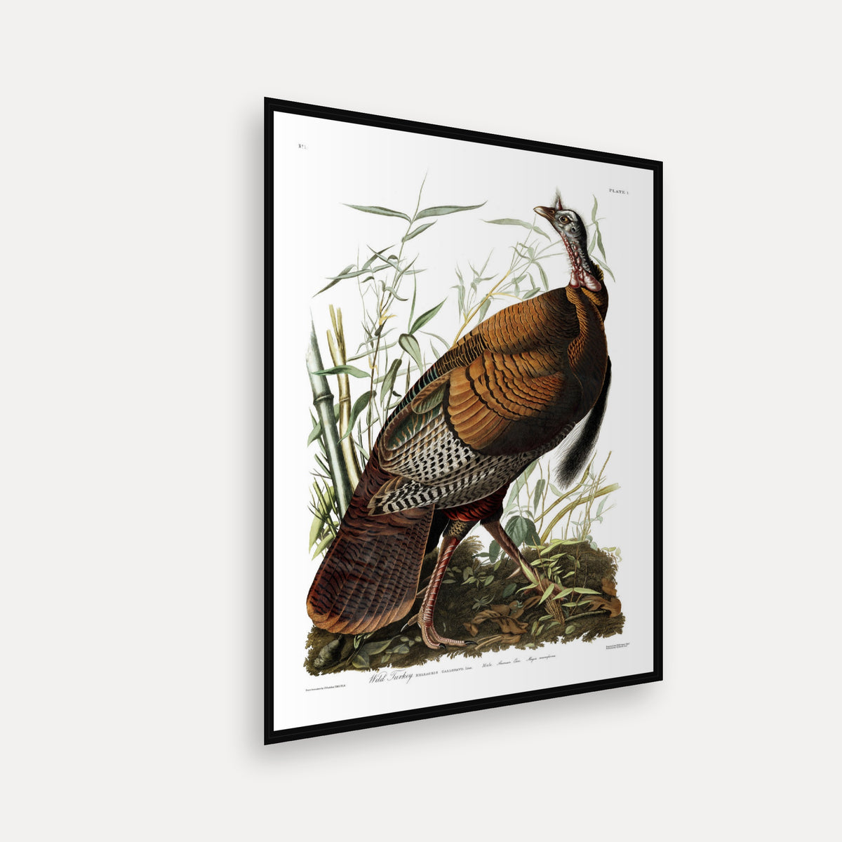 Wild Turkey · Plate 1 · Audubon - Birds of America Print