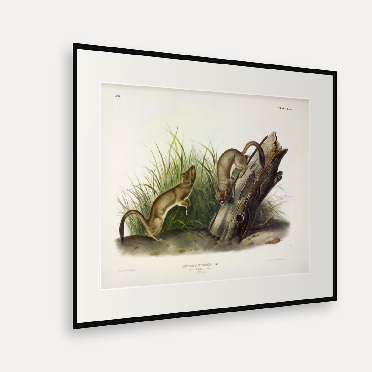 Stoat · Plate 59 · Audubon - Quadrupeds of North America Print framed print shown at an angle