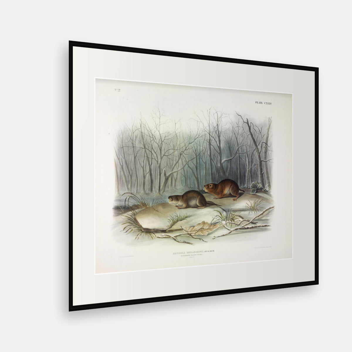 Richardson's Meadow Mouse · Plate 135 · Audubon - Quadrupeds of North America Print framed print shown at an angle
