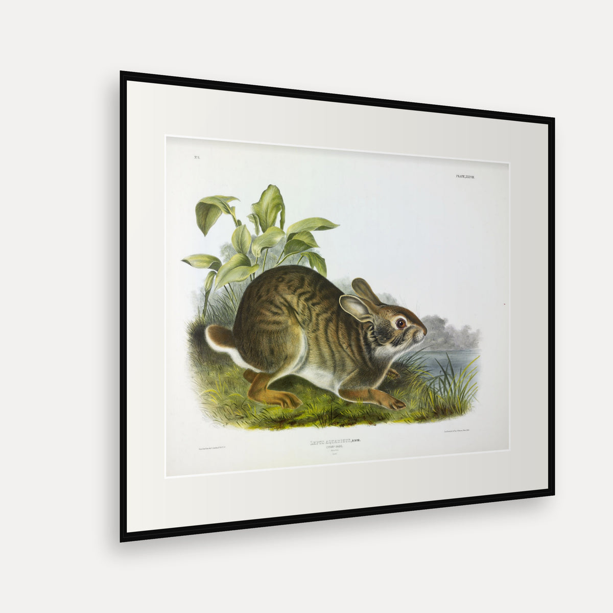 Swamp Hare · Plate 37 · Audubon - Quadrupeds of North America Print framed print shown at an angle