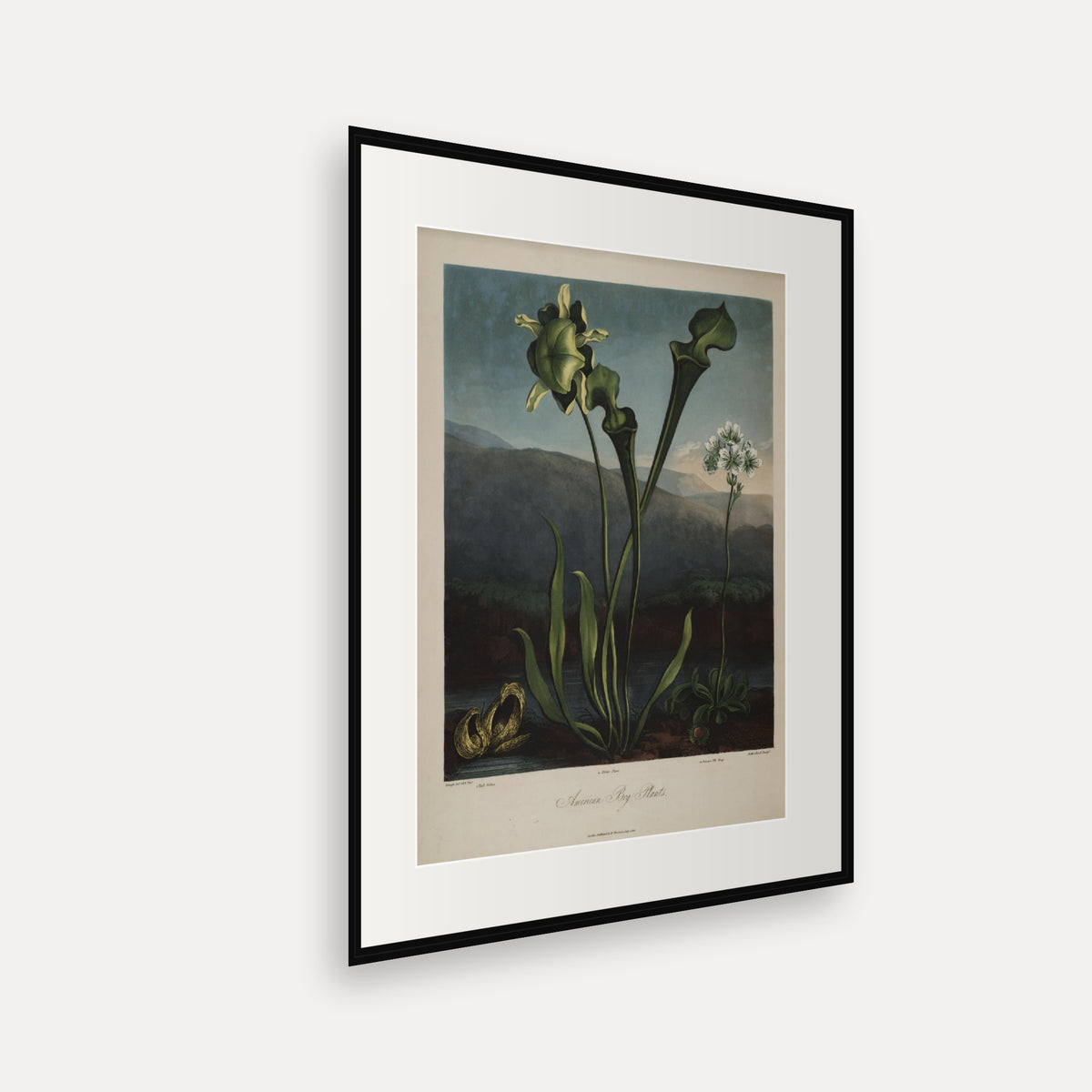 American Bog Plants · Thornton's Temple of Flora · Vintage Botanical Print