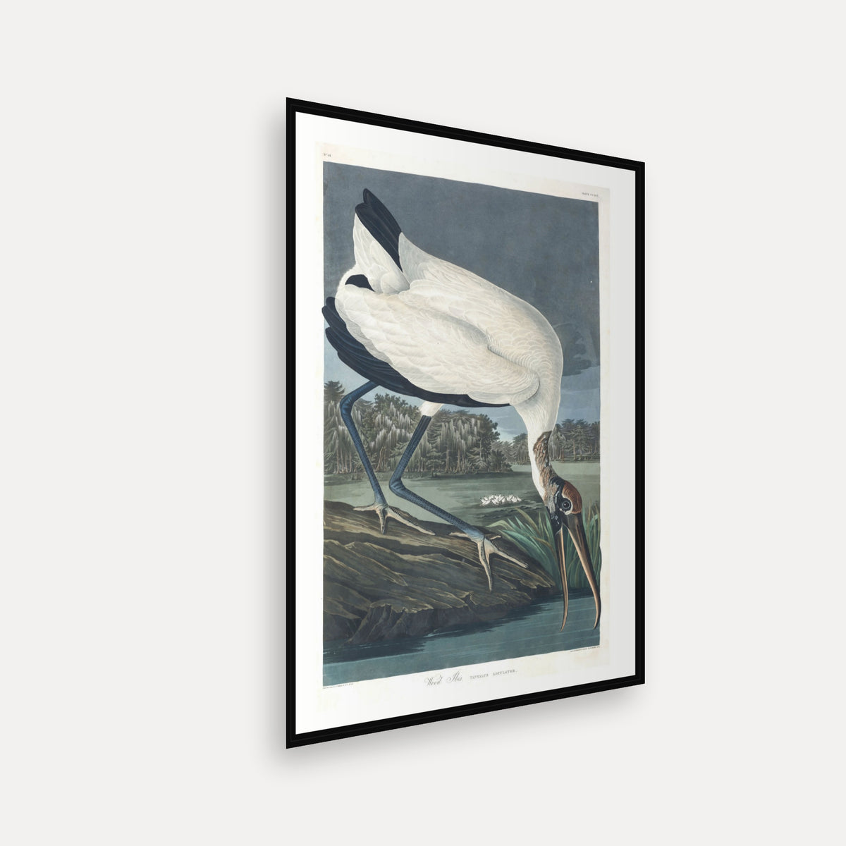 Wood Ibiss · Plate 216 · Audubon - Birds of America Print