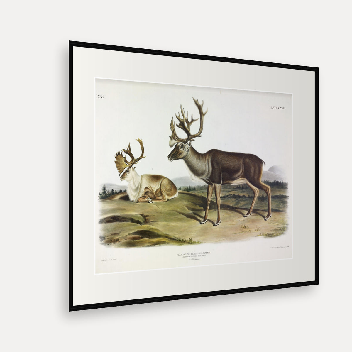 Caribou · Plate 126 · Audubon - Quadrupeds of North America Print framed print shown at an angle