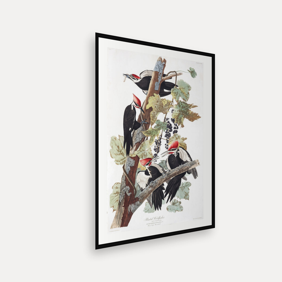 Pileated Woodpecker · Plate 111 · Audubon - Birds of America Print