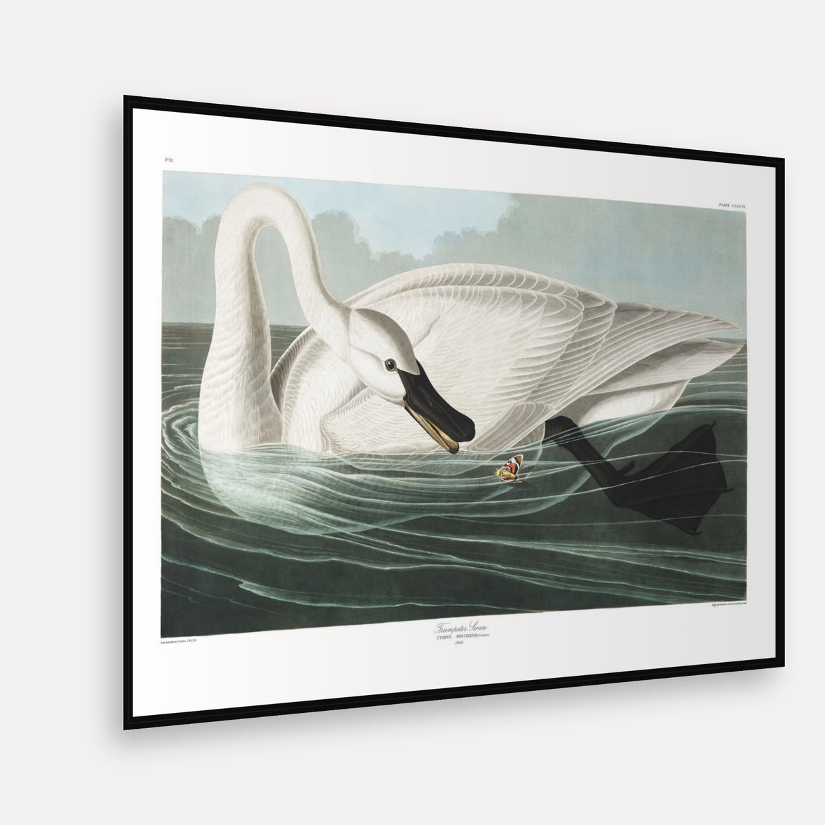 Trumpeter Swan · Plate 406 · Audubon - Birds of America Print
