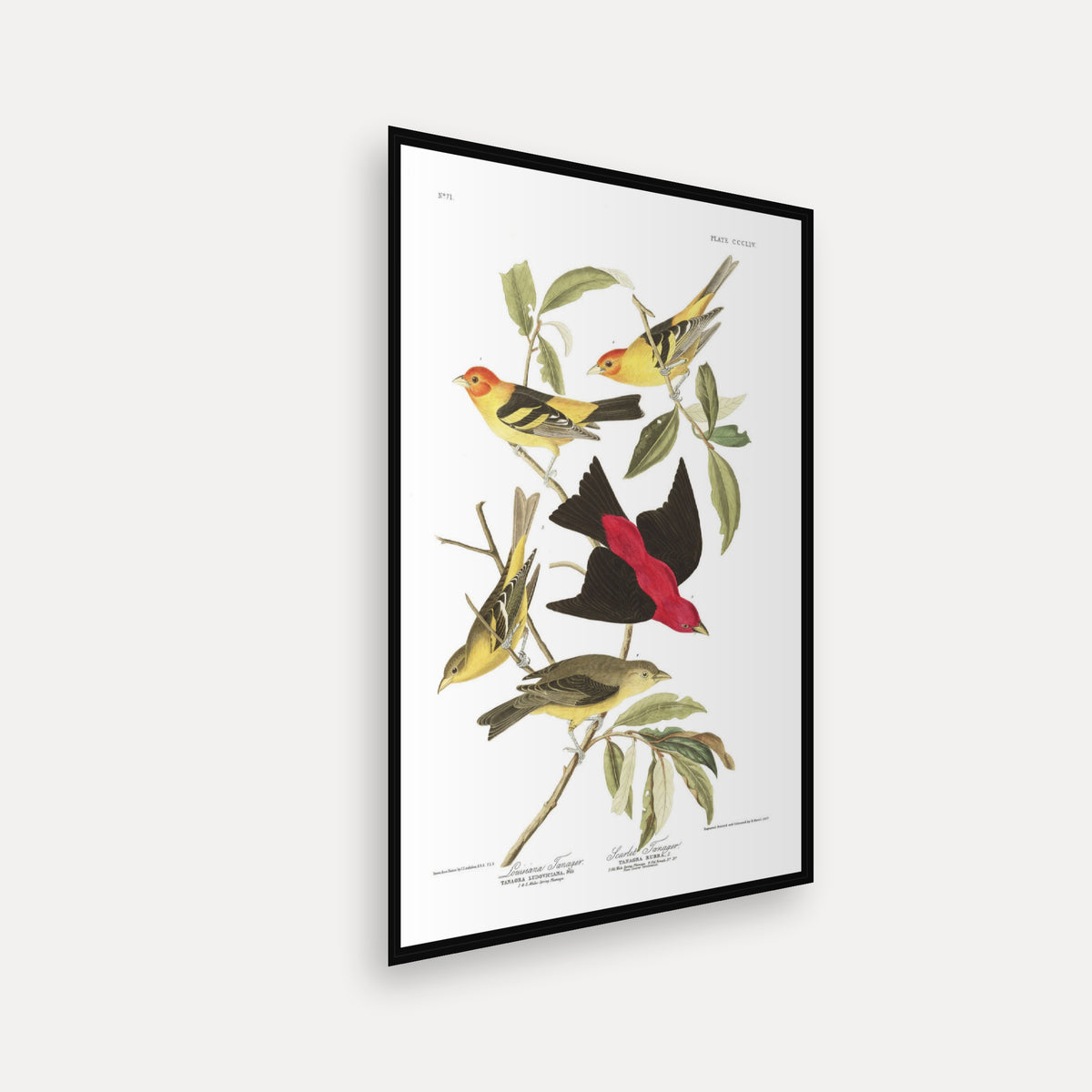 Louisiana Tanager and Scarlet Tanager · Plate 354 · Audubon - Birds of America Print