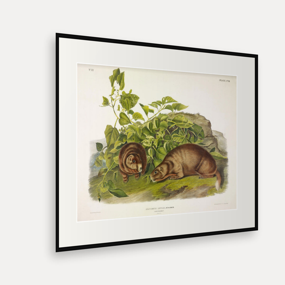 Lewis' Marmot · Plate 107 · Audubon - Quadrupeds of North America Print framed print shown at an angle