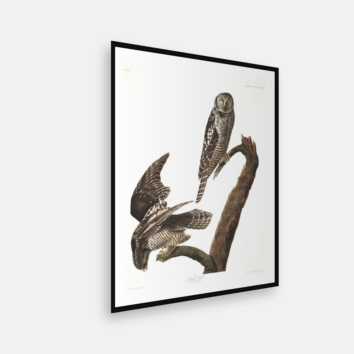 Hawk Owl · Plate 378 · Audubon - Birds of America Print