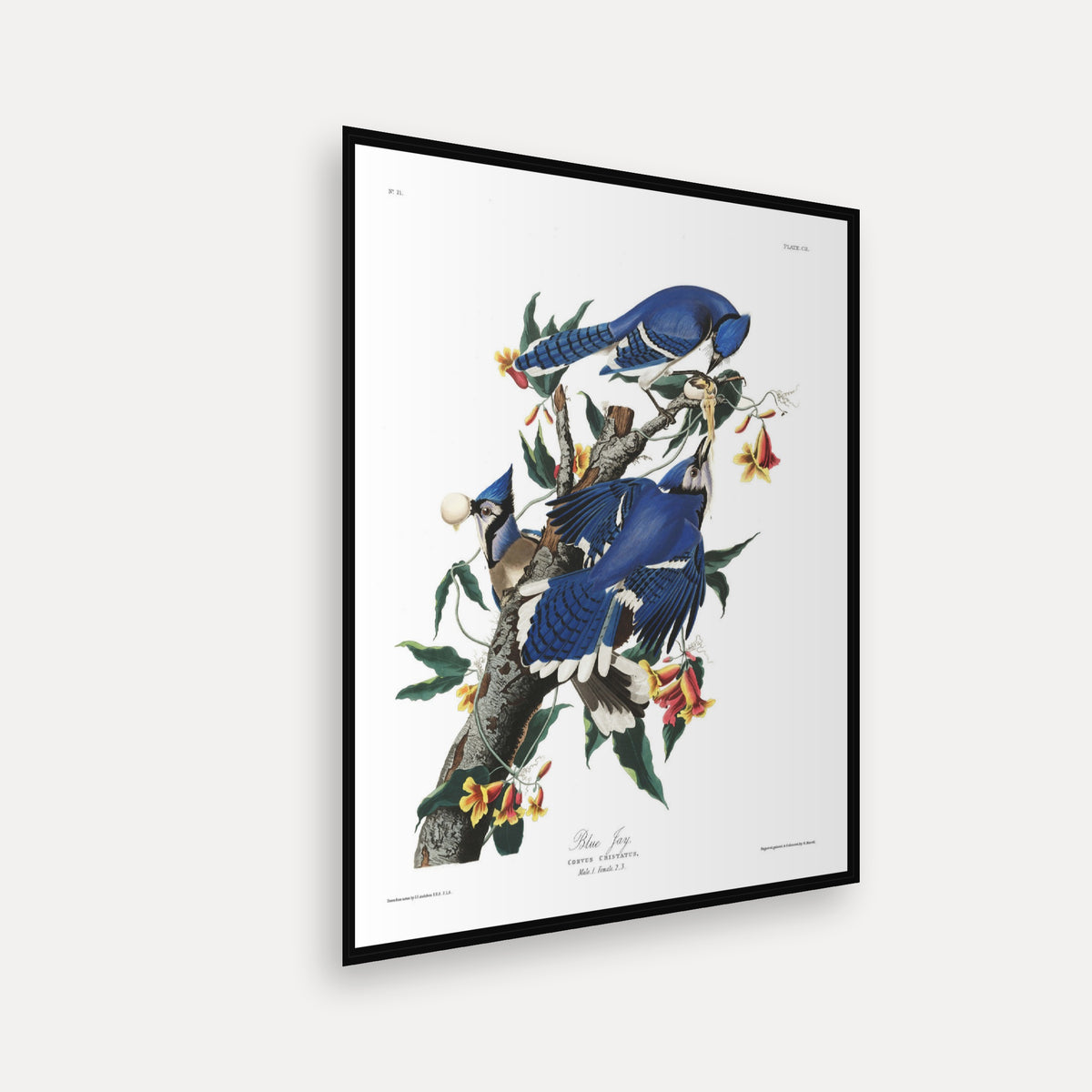 Blue Jay · Plate 102 · Audubon - Birds of America Print