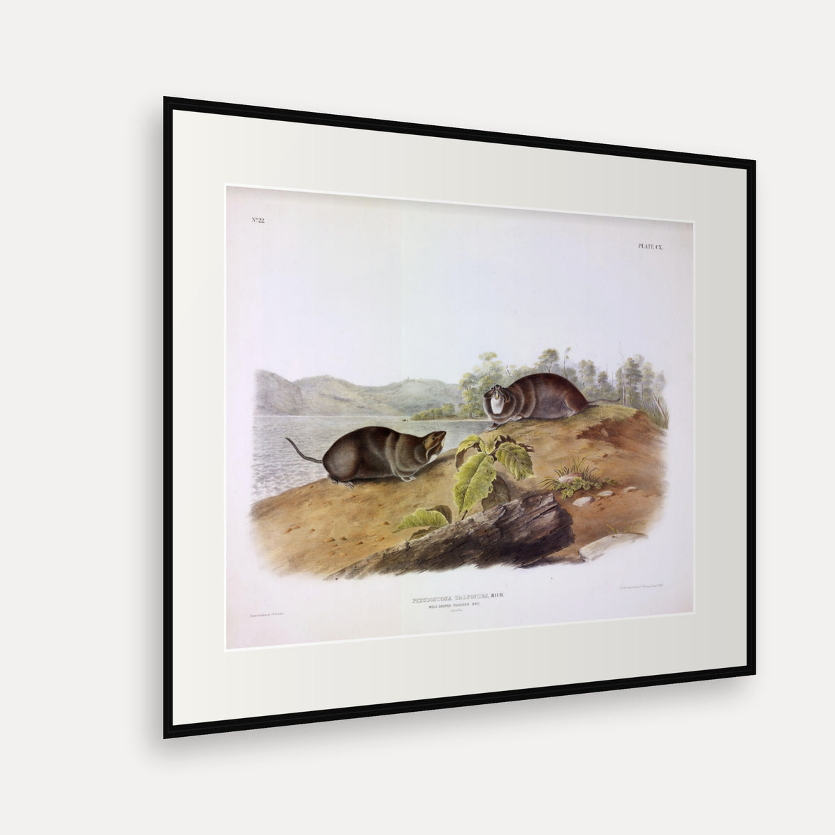 Mole-shaped Pouched Rat · Plate 110 · Audubon - Quadrupeds of North America Print framed print shown at an angle