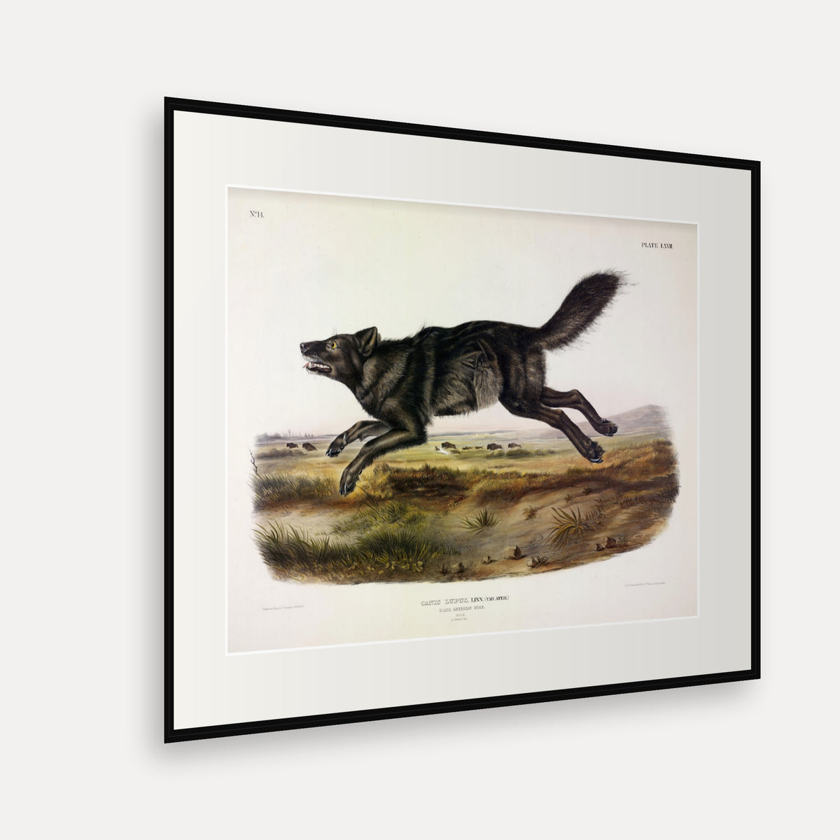Black American Wolf · Plate 67 · Audubon - Quadrupeds of North America Print framed print shown at an angle